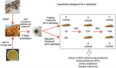 Starvation Alters Gut Microbiome in Black Soldier Fly (Diptera: Stratiomyidae) Larvae